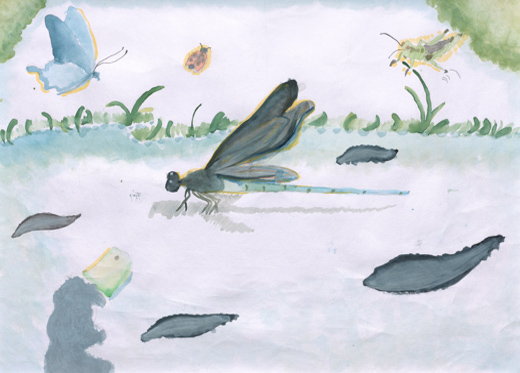 きれいな川にすむ生物達