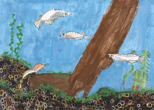 や生のメダカがすむ小川