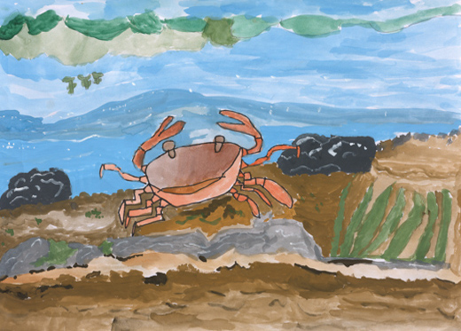 きれいな川にいるサワガニ