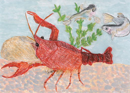 ザリガニとメダカ