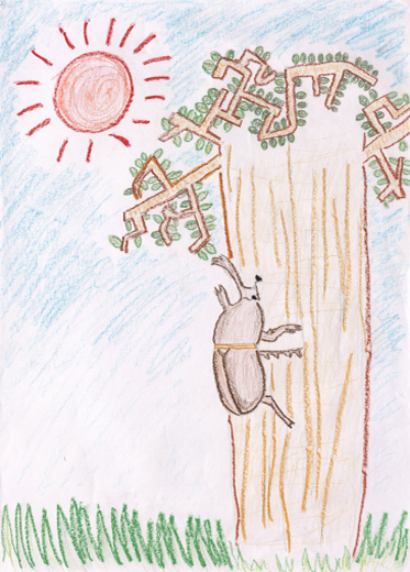 私の好きなカブトムシ