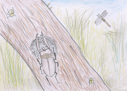 はじめてつかまえたミヤマクワガタ