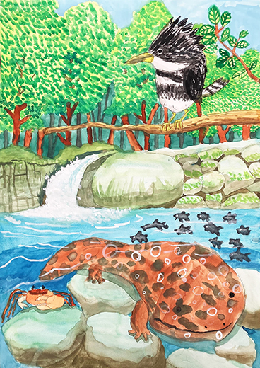 オオサンショウウオがすむきれいな川