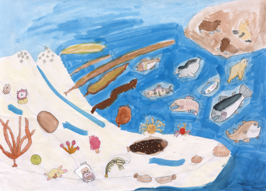 北の海の生き物