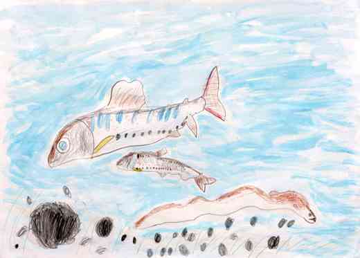 ぼくのすきなさかなたち