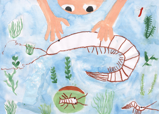 キレイな水にすんでいるエビ