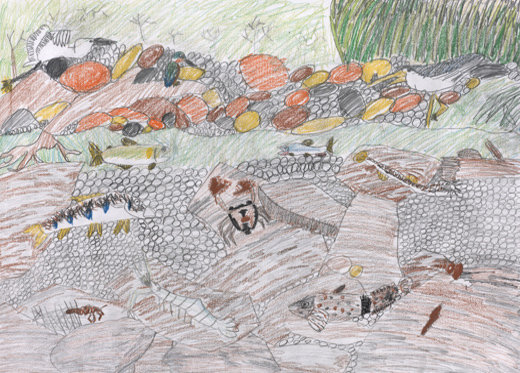 鳥と川の生きもの