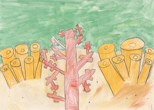 共に生きるサンゴ礁