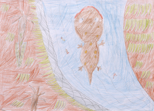 オオサンショウウオの大自然