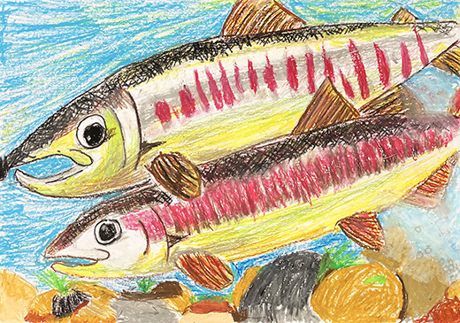 サケのさんらん