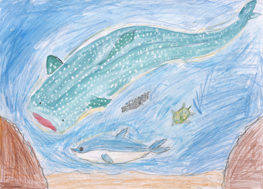 ジンベイザメの海