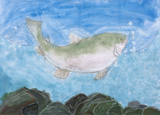 およぐニジマス