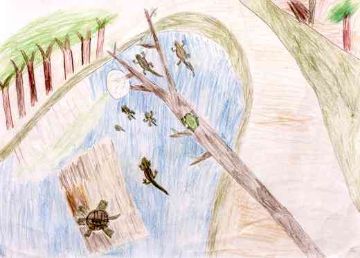 アカハライモリのいる自然