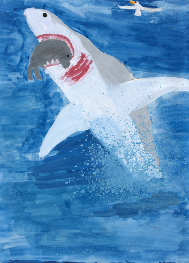 アザラシを食べるホホジロザメ