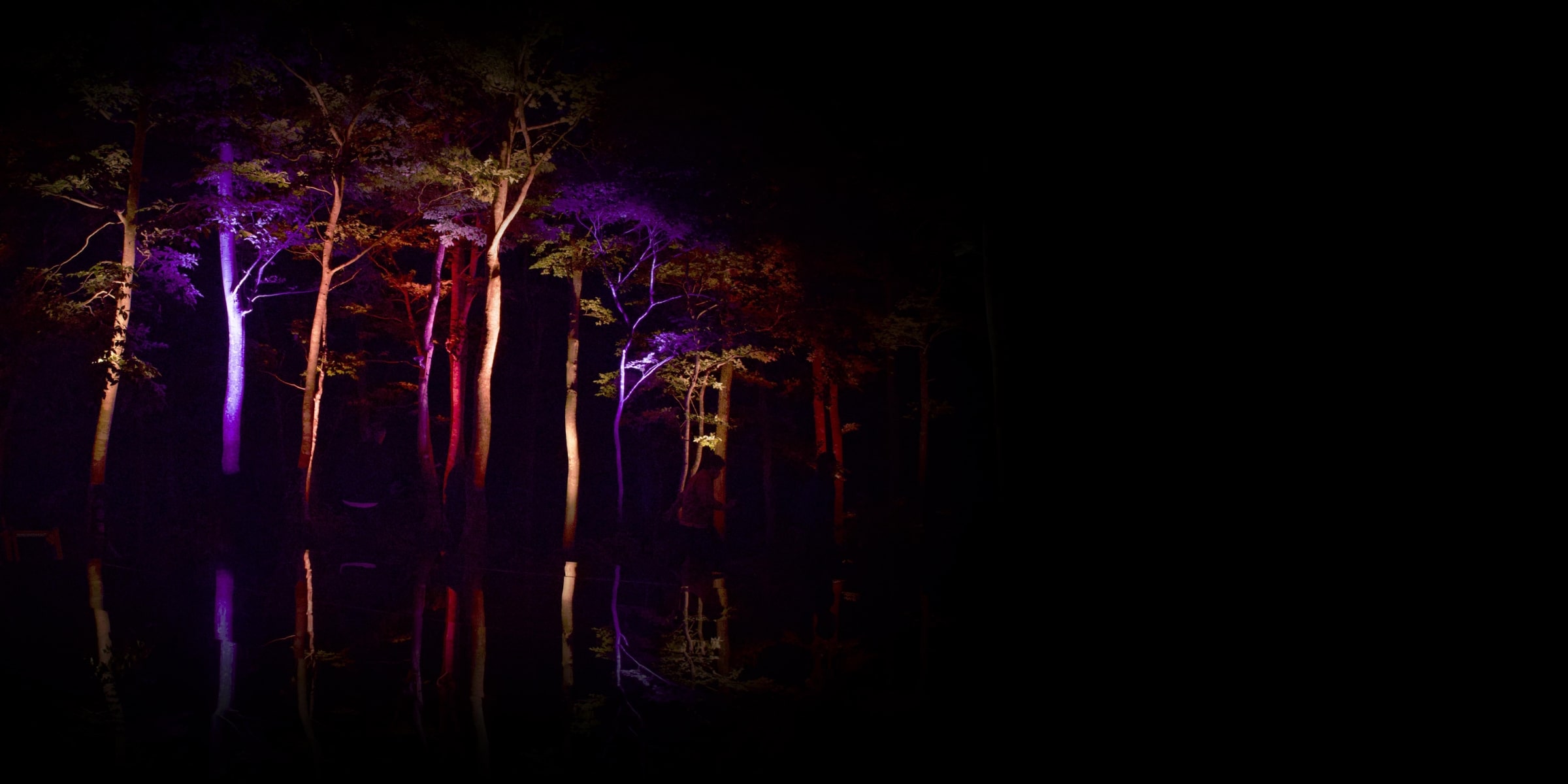 夜の木々がカラフルにライトアップされている画像