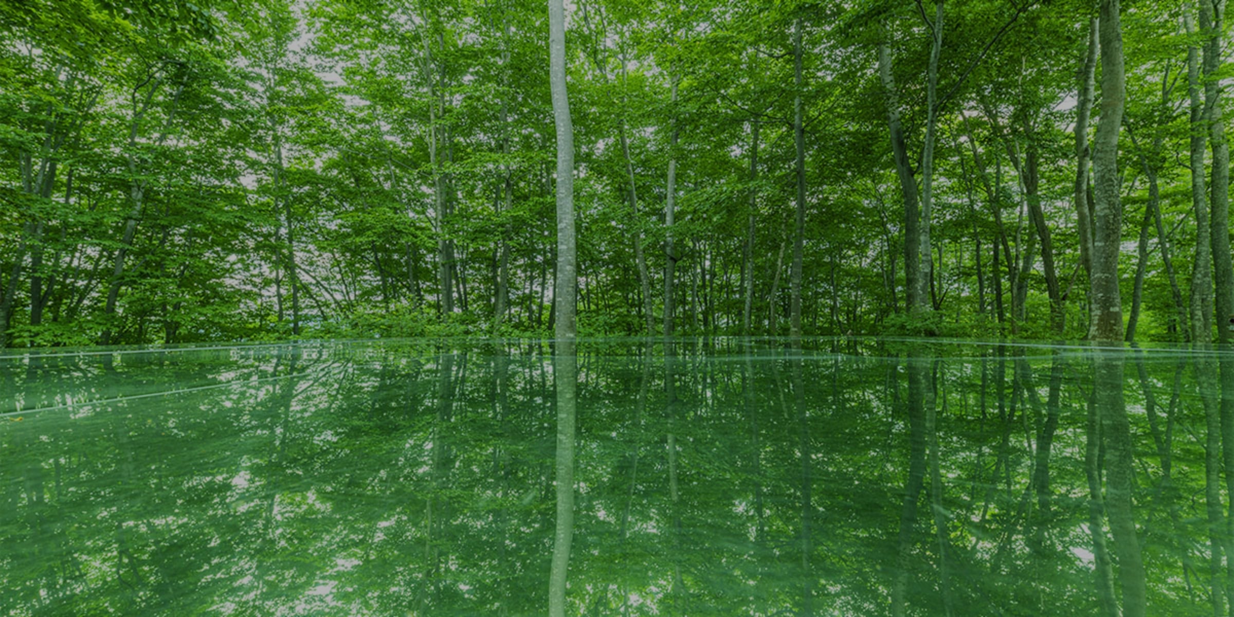 新緑の林と、鏡状の素材で出来ている舞台に木が映り込んでいる画像