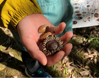 どんぐりを持つ子供の手
