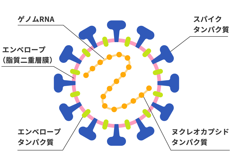 新型コロナウイルス構造イメージ