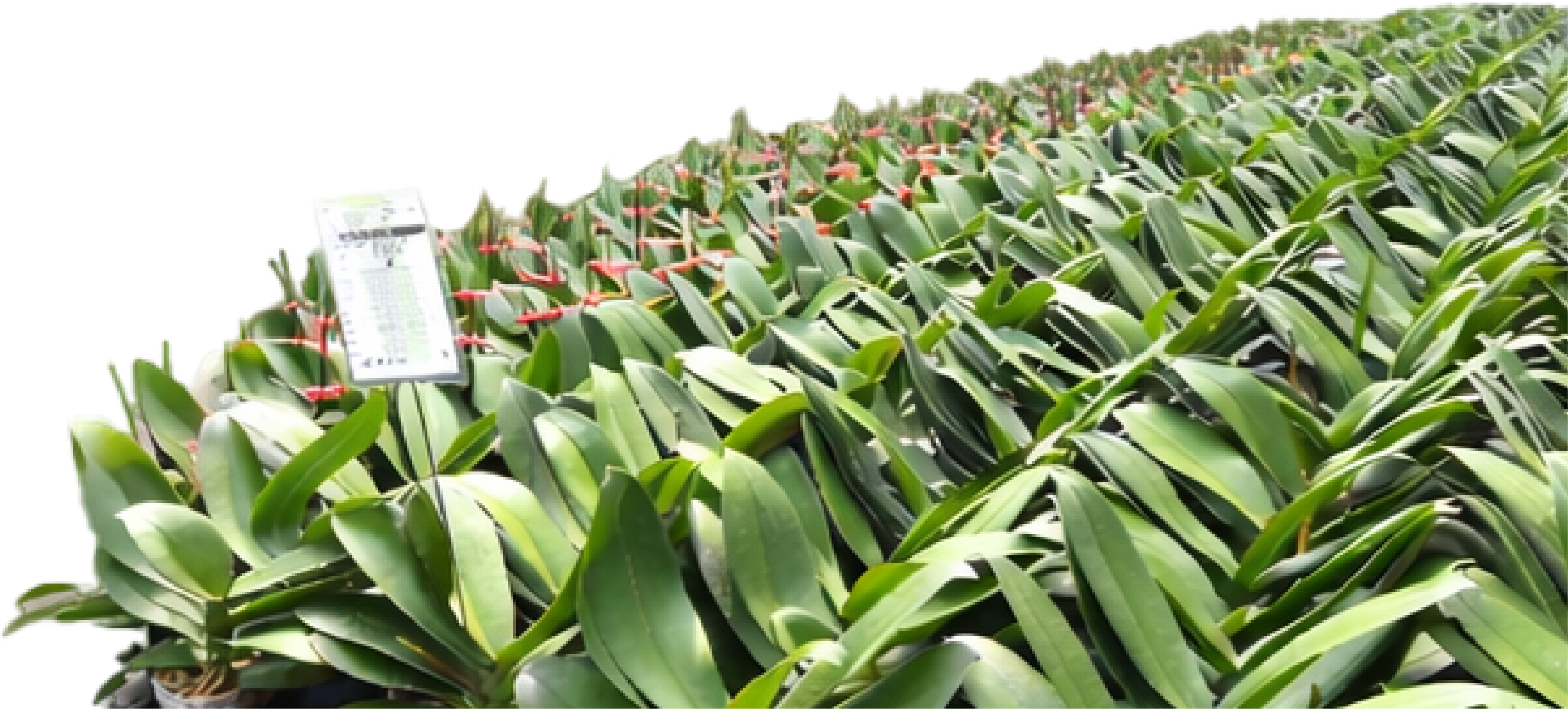 胡蝶蘭グリーン