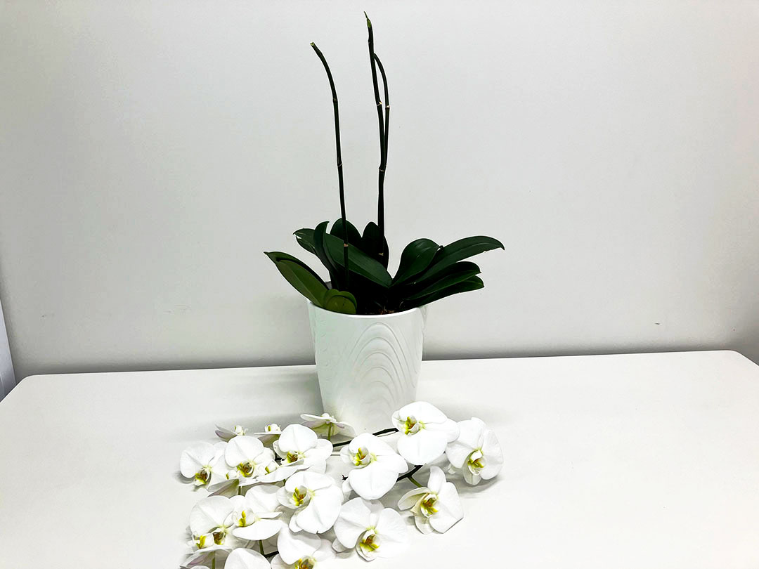 切り落とし胡蝶蘭