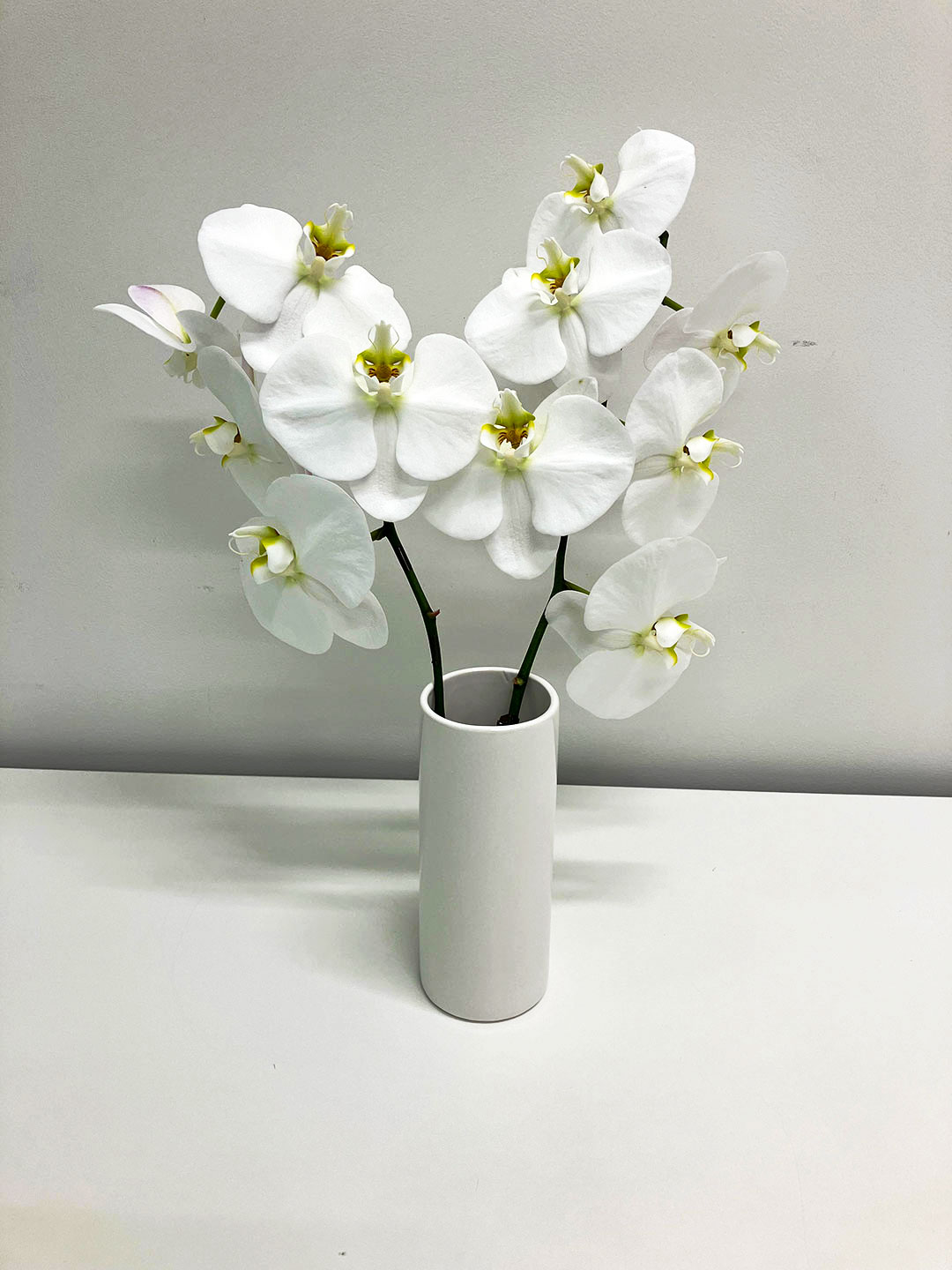 切り落とし胡蝶蘭