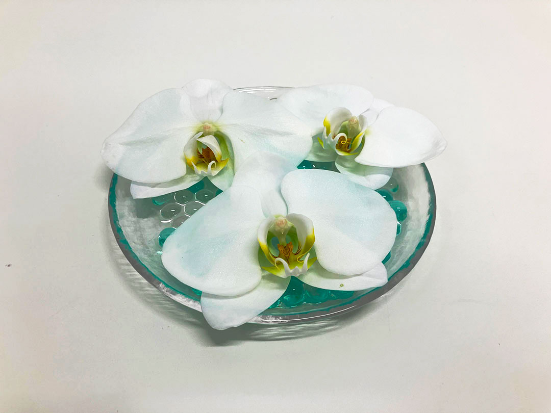 切り落とし胡蝶蘭