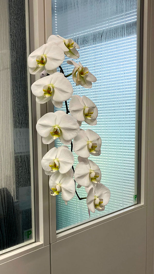 切り落とし胡蝶蘭