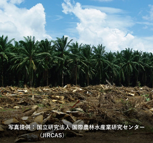 放置されたアブラヤシ廃材