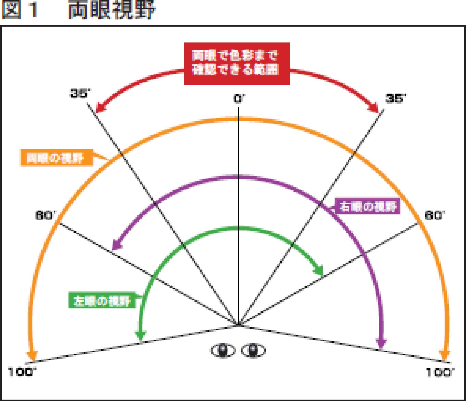 色まで判別できる視野は狭い範囲に限られる