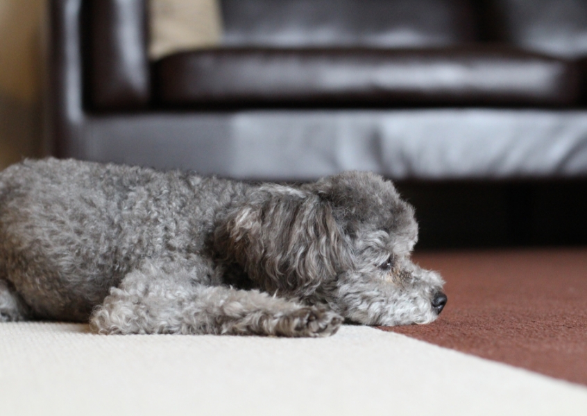 胃拡張捻転症候群ってなに？