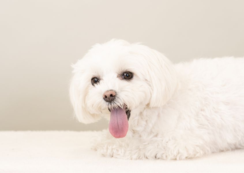 僧帽弁閉鎖不全症ってなに？