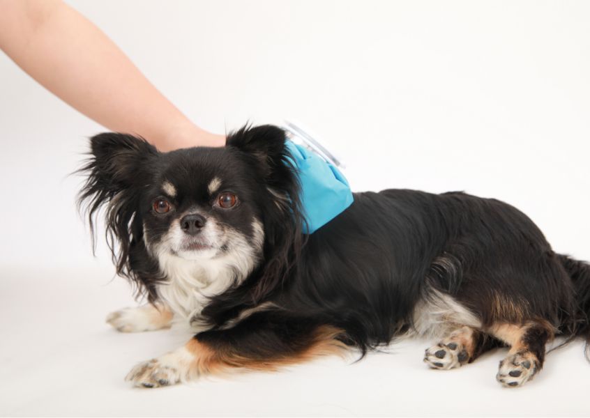 【飼い主の皆さん気をつけて！】熱中症を予防しよう！