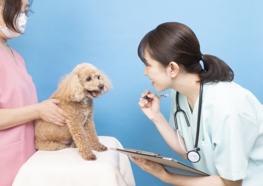 膝蓋骨脱臼ってなに？