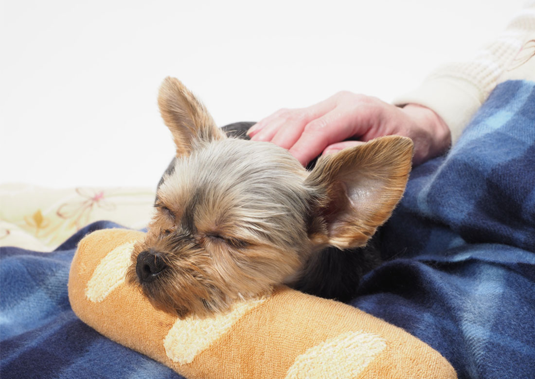 膵炎ってなに？