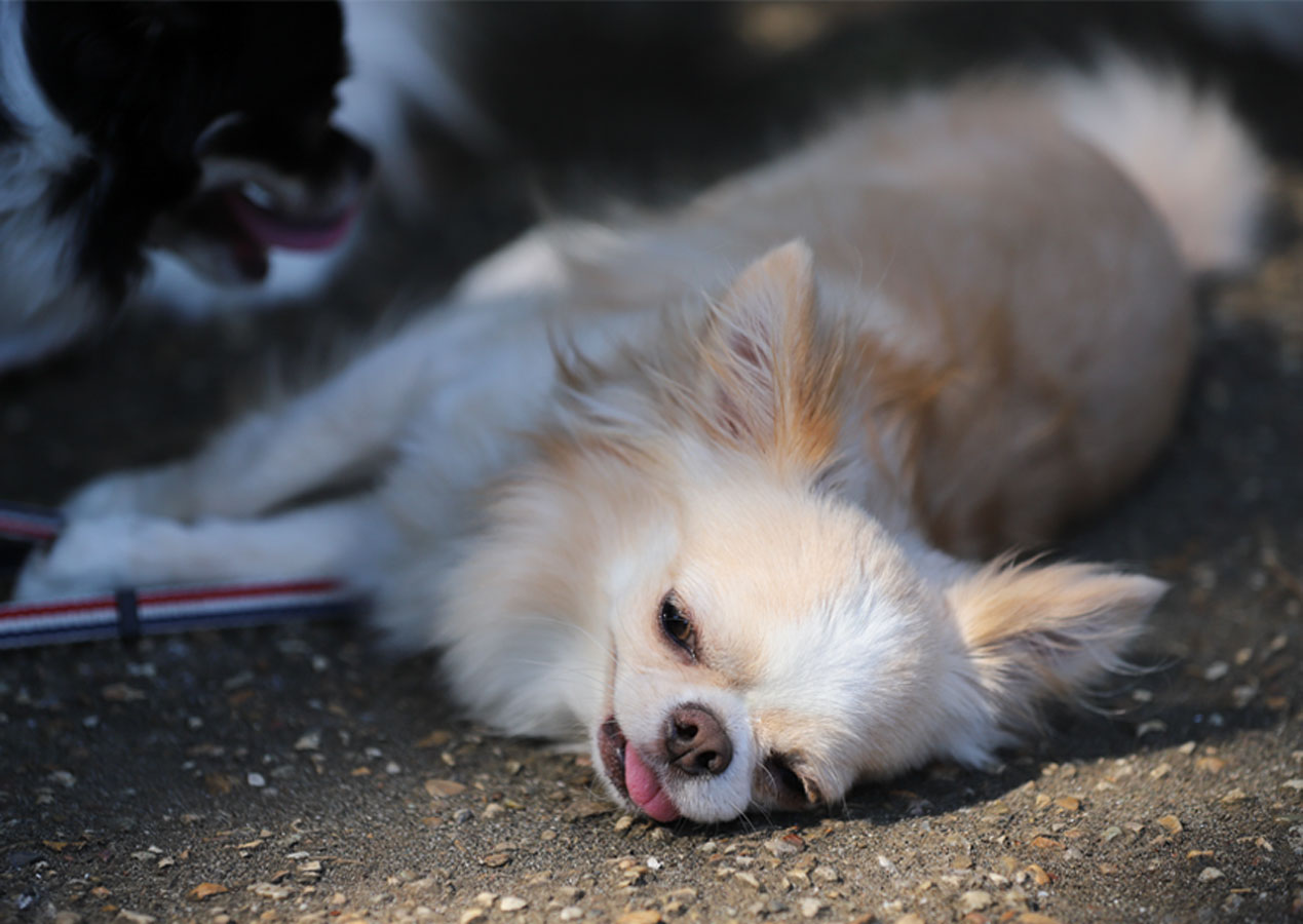 前庭疾患ってなに？