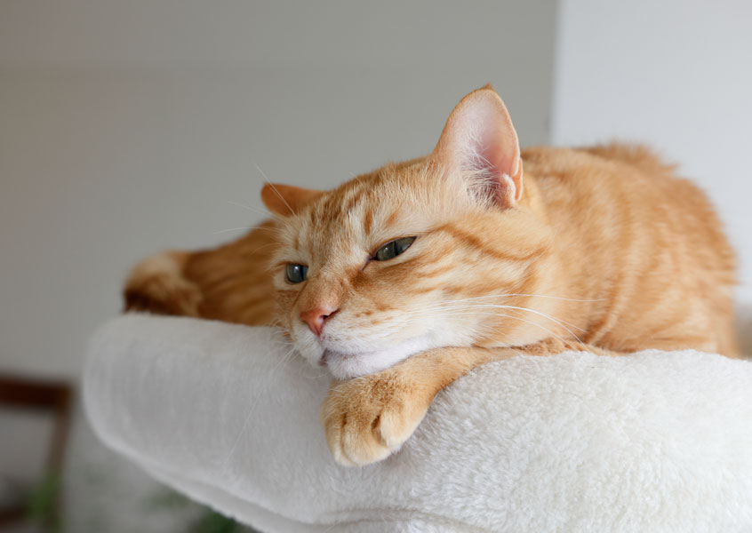 猫喘息ってなに？