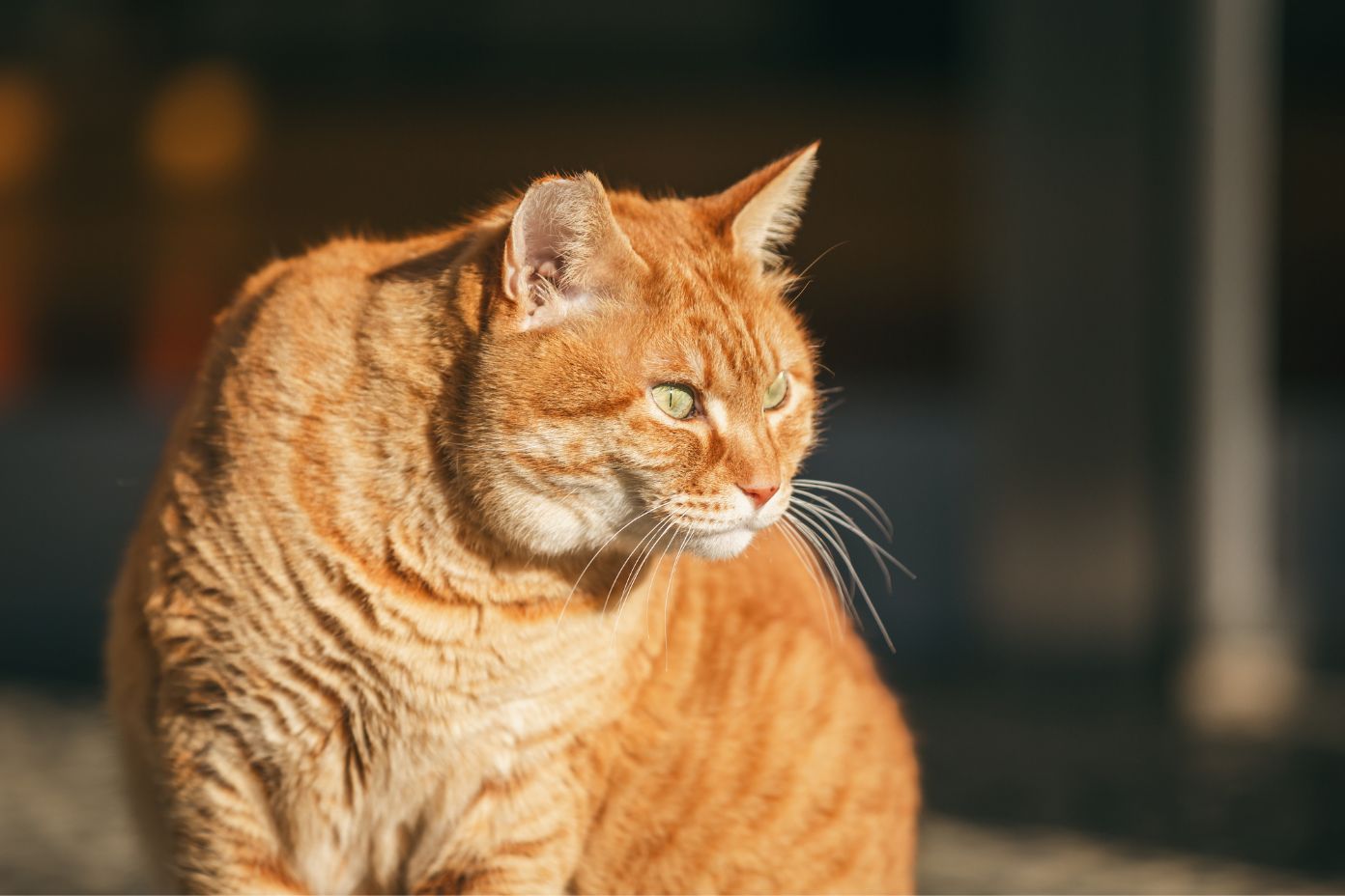 猫の心筋症は原因によって大きく3つのタイプに分類されます。