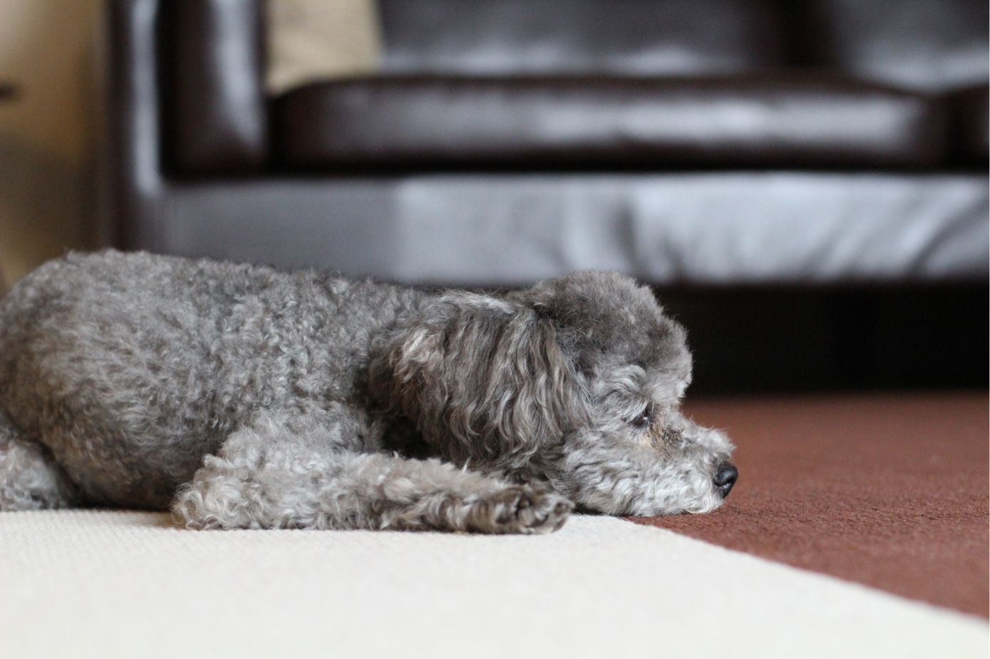 ペットの保険のコラム 胃拡張捻転症候群ってなに？