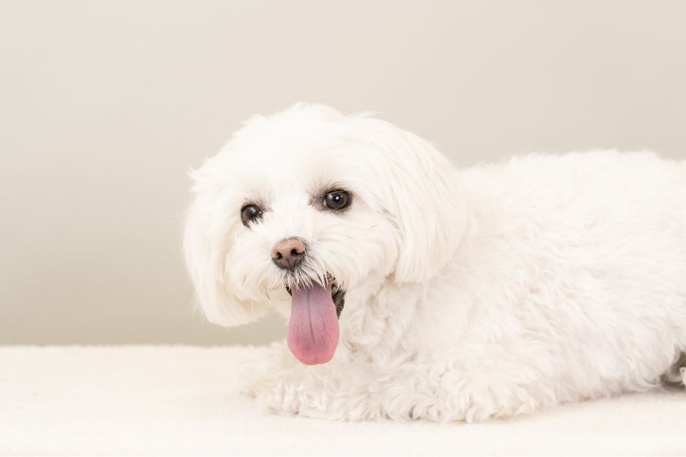 ペットの保険のコラム 僧帽弁閉鎖不全症ってなに？