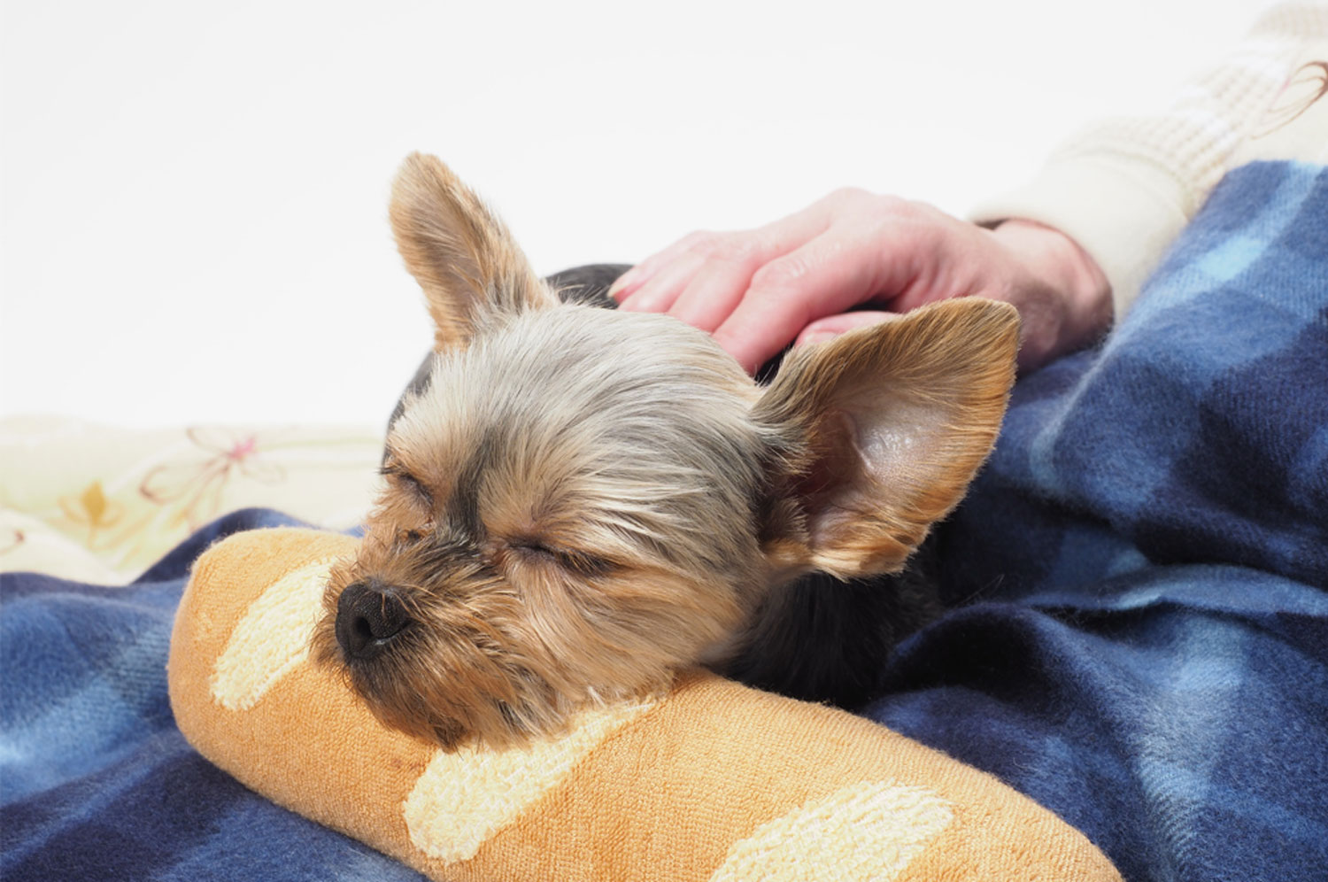 ペットの保険のコラム 膵炎ってなに？