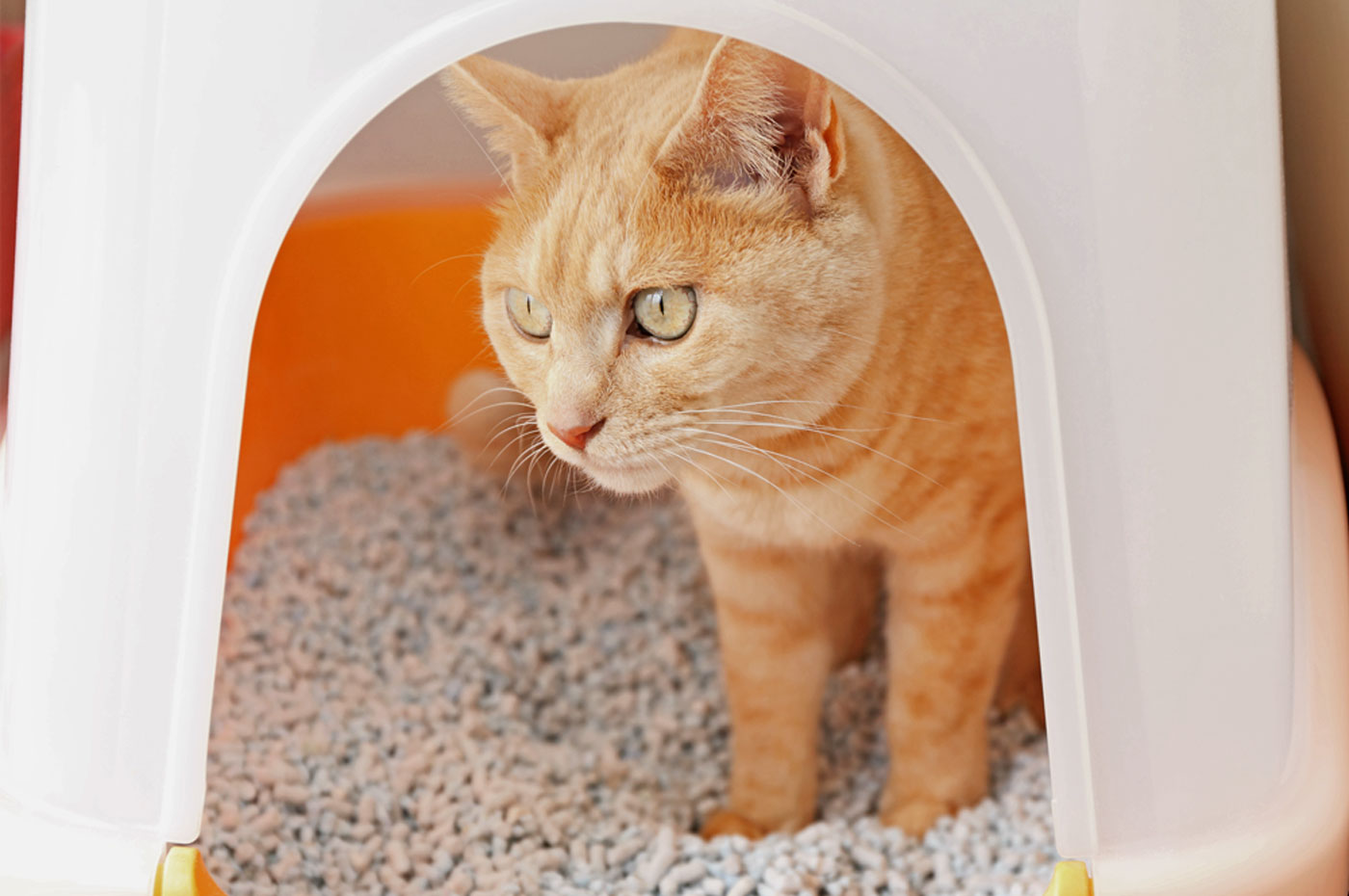 ペットの保険のコラム 膀胱炎ってなに？