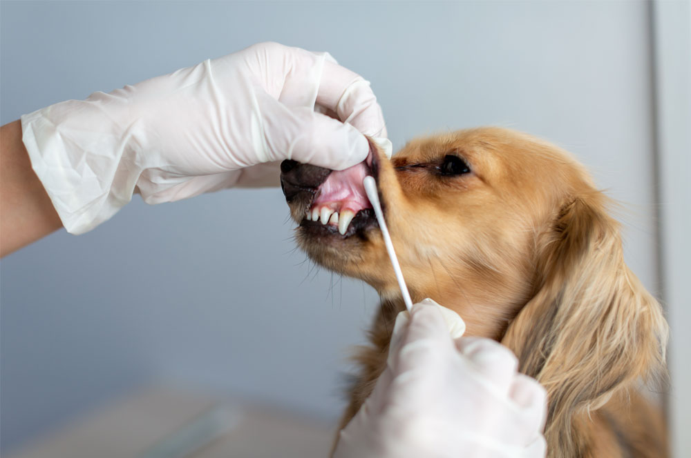 ペットの保険のコラム ケンネルコフってなに？