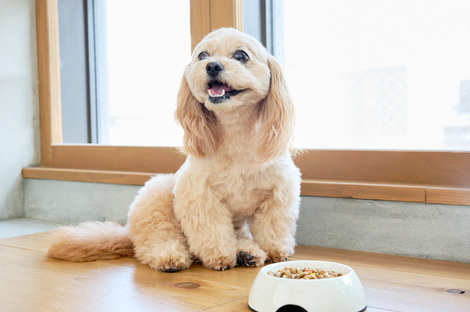 ペットの保険のコラム 前庭疾患ってなに？