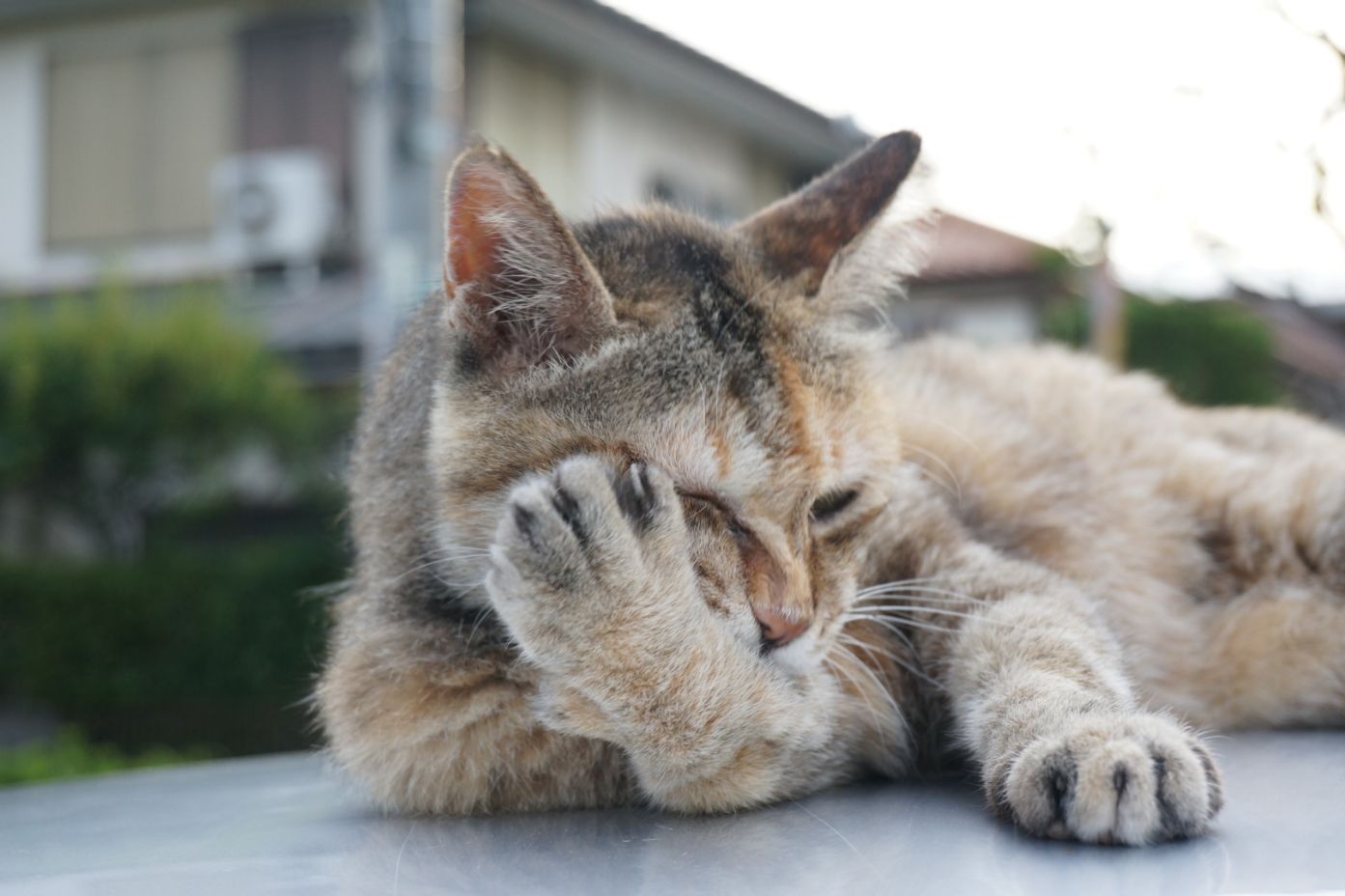 ペットの保険のコラム 結膜炎って？