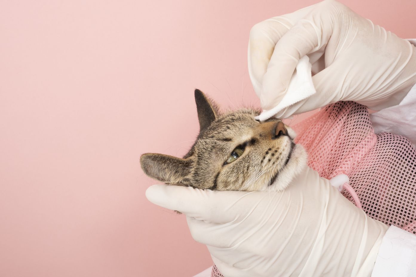 ペットの保険のコラム 結膜炎って？