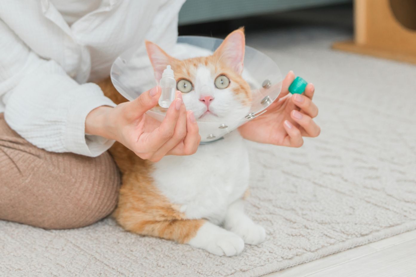 ペットの保険のコラム 結膜炎って？