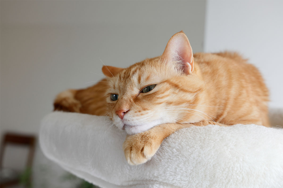 ペットの保険のコラム 猫喘息ってなに？