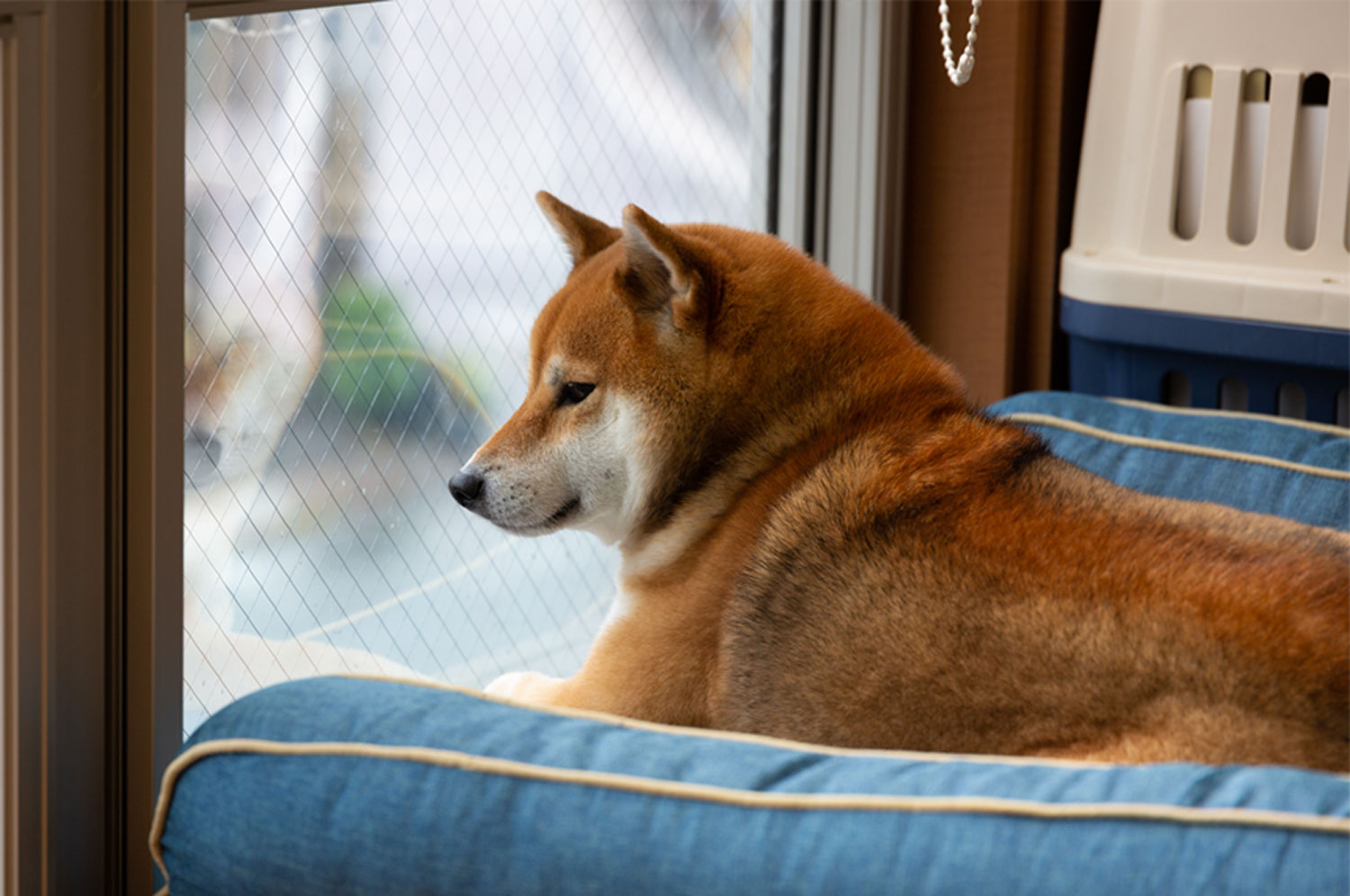 ペットの保険のコラム 分離不安ってなに？