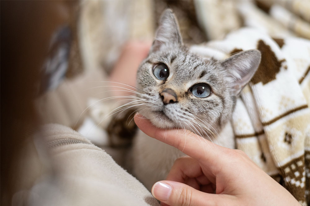 ペットの保険のコラム 子犬・子猫の“今”の学びが、未来の暮らしを変えます。