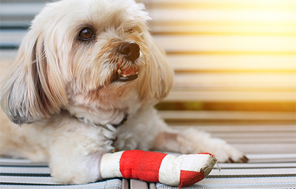 犬の骨折で症状や応急処置、治療費について